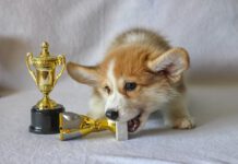 1995 Rugby World Cup final plane 1995 Rugby World Cup final plane