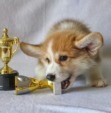 1995 Rugby World Cup final plane 1995 Rugby World Cup final plane